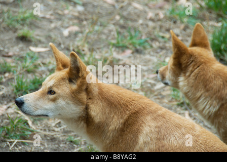 Deux dingos australiens au moment de l'alimentation attendent Cleland Wildlife Park Adelaide (Australie) Banque D'Images