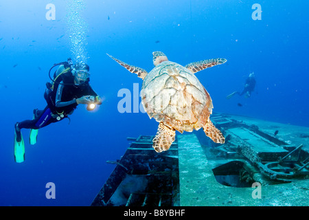 Rencontre avec une tortue de mer au cours de la plongée sur l'épave du navire C.S Charles Brown dans l'océan, près de l'île Saint Eustache Banque D'Images