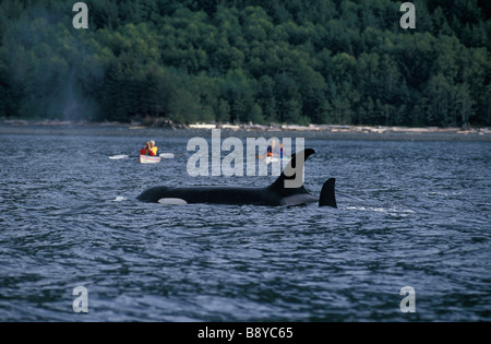 Espèces en danger orque CANADA Colombie-Britannique Orca d'Orques passant de l'eau seules actions Action speci Antarctique Banque D'Images