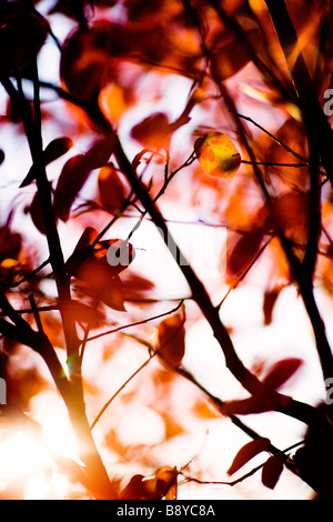 Les feuilles d'automne de la Suède. Banque D'Images