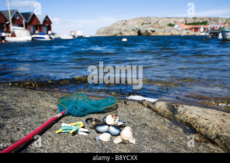 Un filet à poche et les moules de la mer sur une falaise de la Suède. Banque D'Images