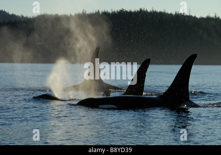 Espèces en danger orque CANADA Colombie-Britannique Orca d'Orques passant de l'eau seules actions Action speci Antarctique Banque D'Images