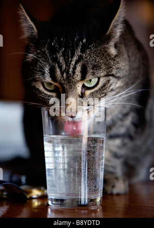 Un chat de l'eau potable. Banque D'Images