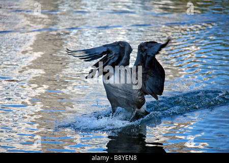 Canada Goose Landing Banque D'Images