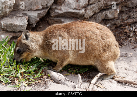 Seul rock dassie procavia capensis hyrax ou colonie de Stony Point réserver Betty's bay afrique du sud d'Overberg Banque D'Images