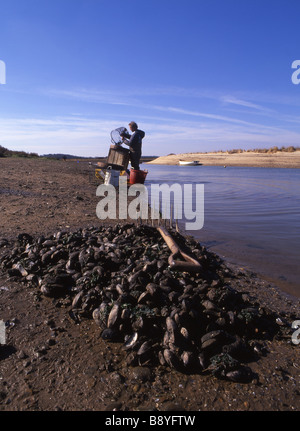 Les moules nettoyées à l'embouchure de la rivière Stiffkey, North Norfolk. Banque D'Images