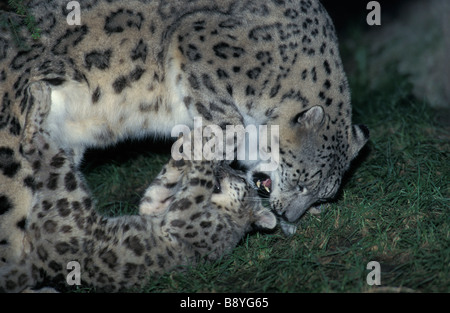 Panthère des neiges Snow Leopard schneeleopard Panthera unica unica Unica affection Animal Asia Afrika big cat Carnivora carnivor Banque D'Images
