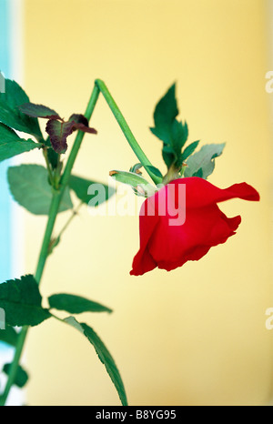A broken rose close-up. Banque D'Images