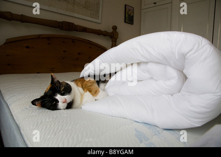 Un chat domestique de dormir dans une couette ENROULÉE SUR UN LIT DANS LA CHAMBRE À COUCHER Banque D'Images