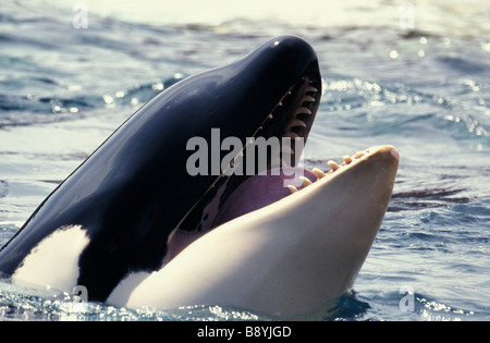 Espèces en danger orque CANADA Colombie-Britannique Orca d'Orques passant de l'eau seules actions Action speci Antarctique Banque D'Images