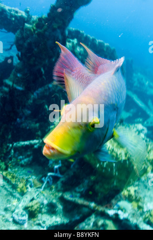 Un poisson à l'Épave du RMS Rhone dans les eaux de l'île des Caraïbes de l'île de sel dans les îles Vierges britanniques Banque D'Images