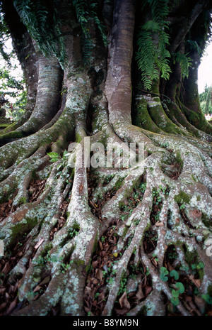 Les racines d'un arbre en Thaïlande. Banque D'Images