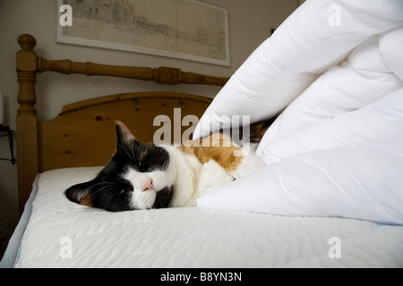 Un chat domestique de dormir dans une couette ENROULÉE SUR UN LIT DANS LA CHAMBRE À COUCHER Banque D'Images