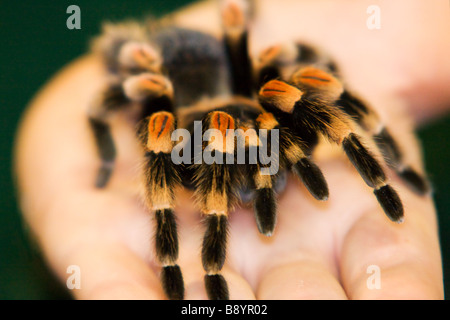 L'alimentation des oiseaux / araignée tarantula en main Banque D'Images