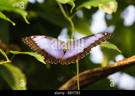 Papillon Morpho bleu Banque D'Images