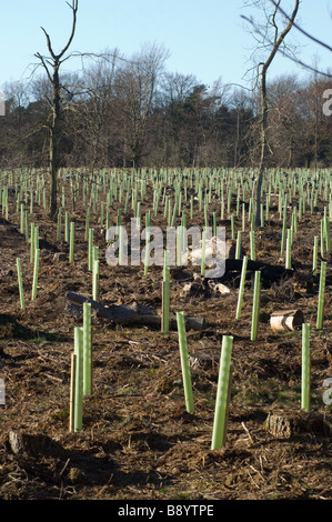 1.2 m green tree guards la protection de la faune de jeunes arbres, North Yorkshire, UK Banque D'Images