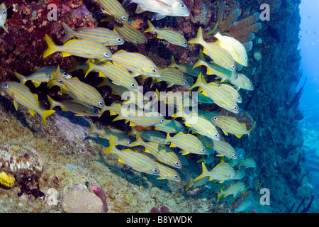 L'École de poissons près de l'Épave du RMS Rhone dans les eaux de l'île Salt Island dans les îles Vierges britanniques Banque D'Images