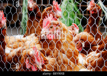Free Range hens en grande enceinte sur exploitation agricole en Espagne Banque D'Images