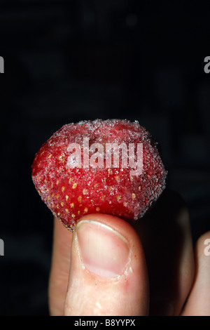 Fraises congelées dans les doigts. Banque D'Images