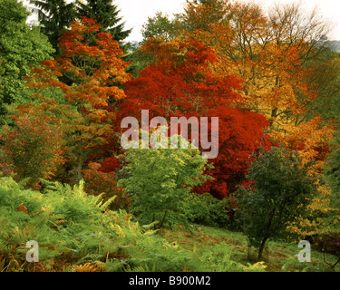 Winkworth Arboretum, Surrey, à l'automne Banque D'Images