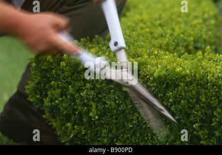 Détail montrant des lames de cisaille topiaire clipping at Westbury cour jardin en été. Banque D'Images