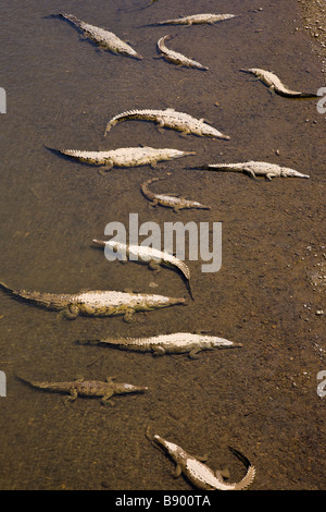 Groupe d'American des crocodiles (Crocodylus acutus) dans la Herradura, au Costa Rica. Banque D'Images