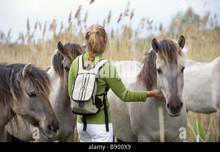 Poneys Konik à Wicken Fen Cambridgeshire où les chevaux sauvages et de gérer le scrub claire Banque D'Images