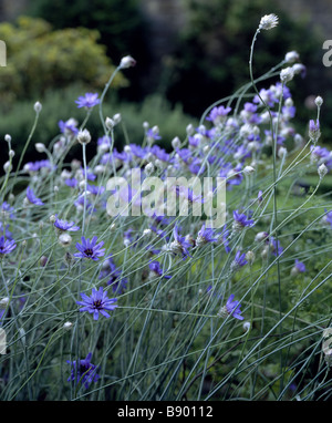 Centaura cyanus bleuet dans le Parterre Jardin Washington Old Hall Tyne et Wear Banque D'Images