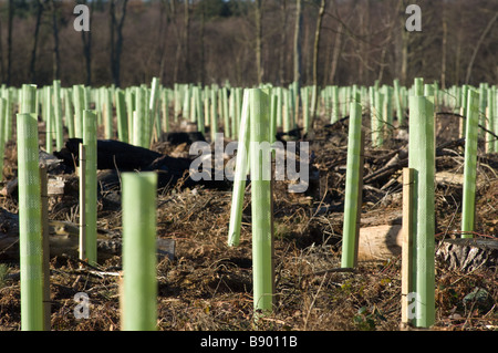 1.2 m green tree guards la protection de la faune de jeunes arbres, North Yorkshire, UK Banque D'Images