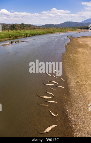 Groupe d'American des crocodiles (Crocodylus acutus) dans la Herradura, au Costa Rica. Banque D'Images