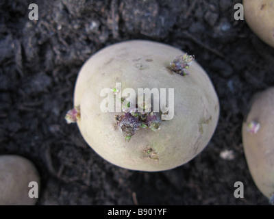 'Chitting" de pommes de terre Banque D'Images