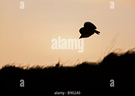 Effraie des clochers Tyto alba chasse au coucher du soleil Banque D'Images