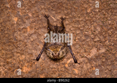 Proboscis individuels (Rhynchonycteris naso) bat reposant sur un arbre le long de la rivière Sierpe dans la péninsule d'Osa, du sud du Costa Rica. Banque D'Images