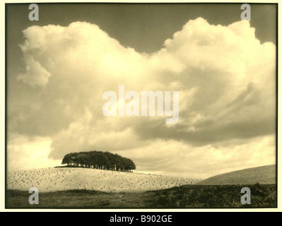 E Chambré Hardman photographier près de Laurieston Galloway Ecosse aussi connu sous le nom de "Copse Hill sur la récolte 1934 ' Banque D'Images