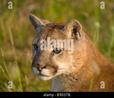 Portrait of a mountain lion dans l'herbe Banque D'Images