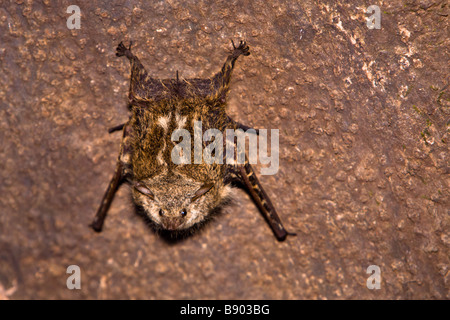 Proboscis individuels (Rhynchonycteris naso) bat reposant sur un arbre le long de la rivière Sierpe dans la péninsule d'Osa, du sud du Costa Rica. Banque D'Images