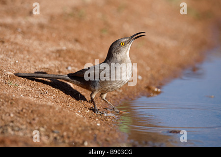 Thrasher Toxostoma curvirostre bec courbe Arizona USA winter Banque D'Images