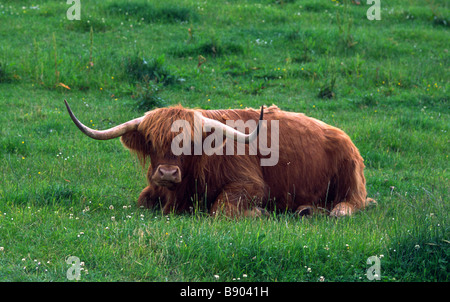 Longues cornes distinctives et épaisse couche rouge de Highland Cow assis dans une race de bétail endurcis de pâturage, originaire des Highlands écossais, élevé pour le boeuf Banque D'Images