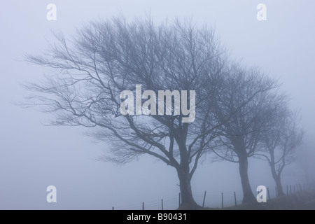 Les arbres dans un brouillard épais sur Stoke Pero Parc National d'Exmoor commun Angleterre Somerset Banque D'Images