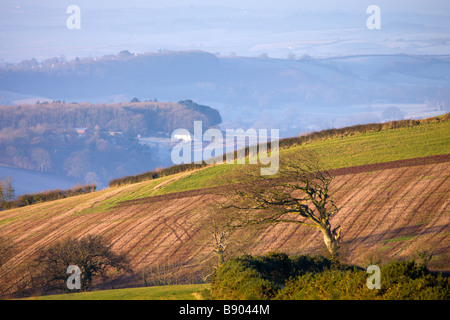 Arbre balayées par le Raddon Hill avec un brouillard couverts paysage rural au-delà près de Crediton Devon, Angleterre Banque D'Images