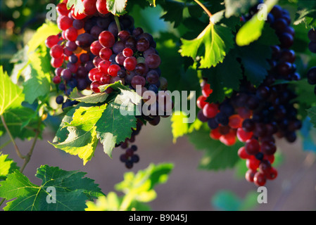 Les raisins rouges sur vine Banque D'Images