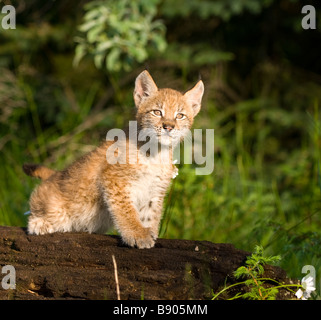 Chaton lynx de Sibérie jusqu'à la curiosité en étant debout sur un tronc d'un arbre tombé Banque D'Images