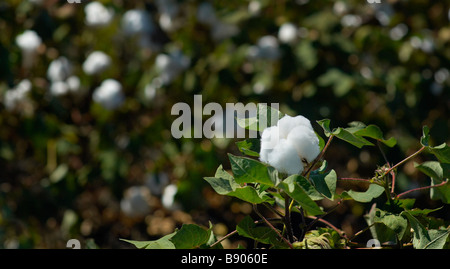 Culture du coton Banque D'Images