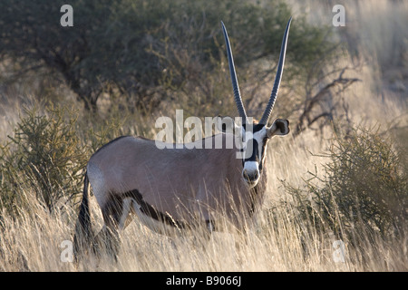 Un gemsbuck ou gemsbok (Oryx gazella) stand dans les hautes prairies kalahari. Banque D'Images