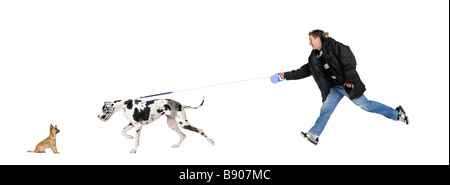 L'homme promenait son chien Dogue Allemand 4 ans devant un fond blanc Banque D'Images