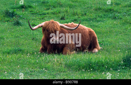 Longues cornes distinctives et épaisse couche rouge de Highland Cow assis dans une race de bétail endurcis de pâturage, originaire des Highlands écossais, élevé pour le boeuf Banque D'Images