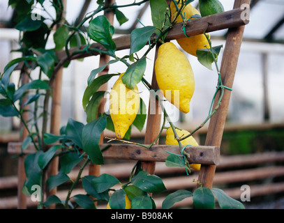 Les citrons dans une serre de la Suède. Banque D'Images