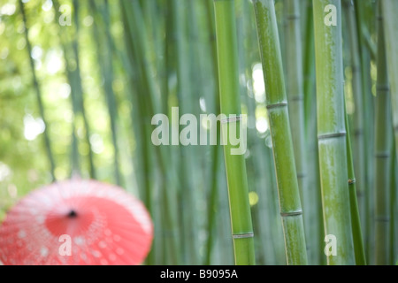 Bamboo grove avec parapluie oilpaper grossier Banque D'Images