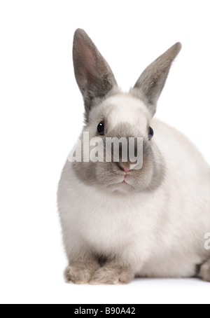 Lapin devant un fond blanc Banque D'Images