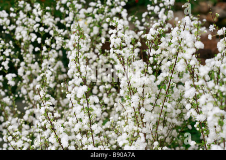 Prunus glandulosa Alba Plena Banque D'Images